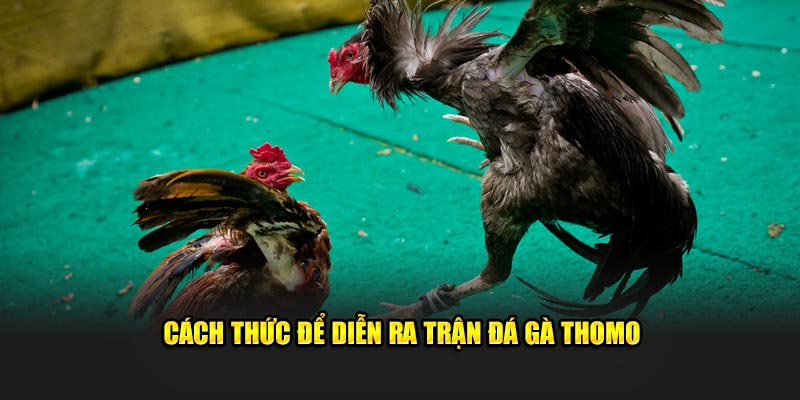 Cách thức để diễn ra trận đá gà Thomo