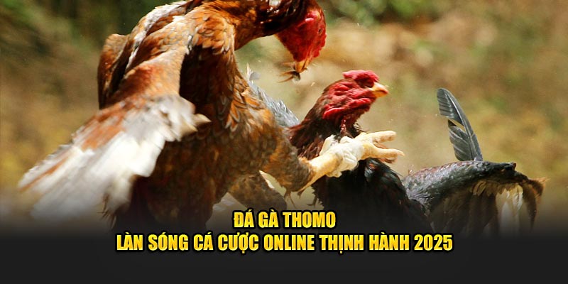 33win9a.com giới thiệu về đá gà thomo